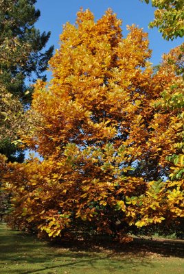 Quercus macranthera - dub velkokvětý - podzimní habitus